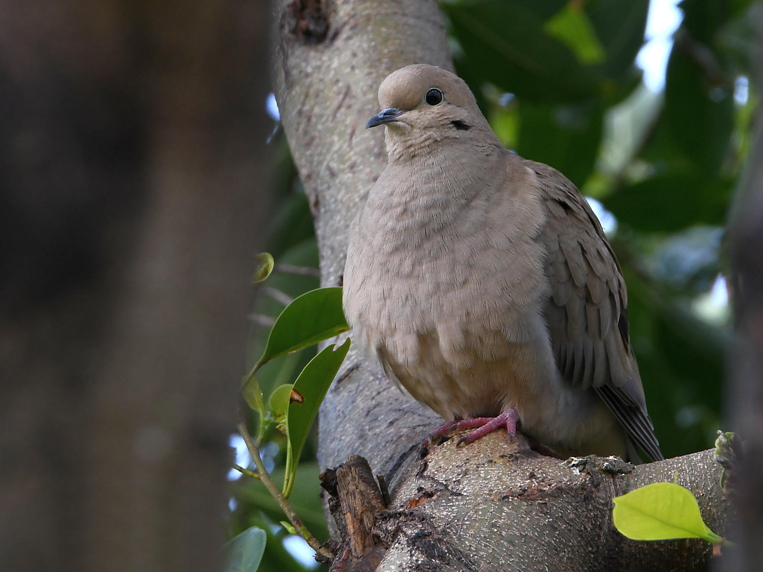 Dove.jpg
