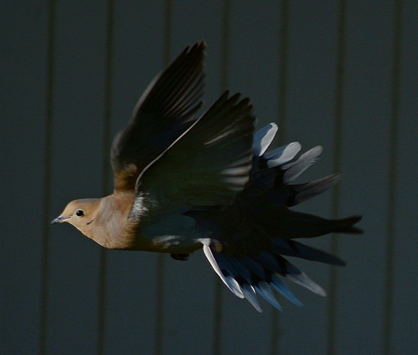 Dove.jpg