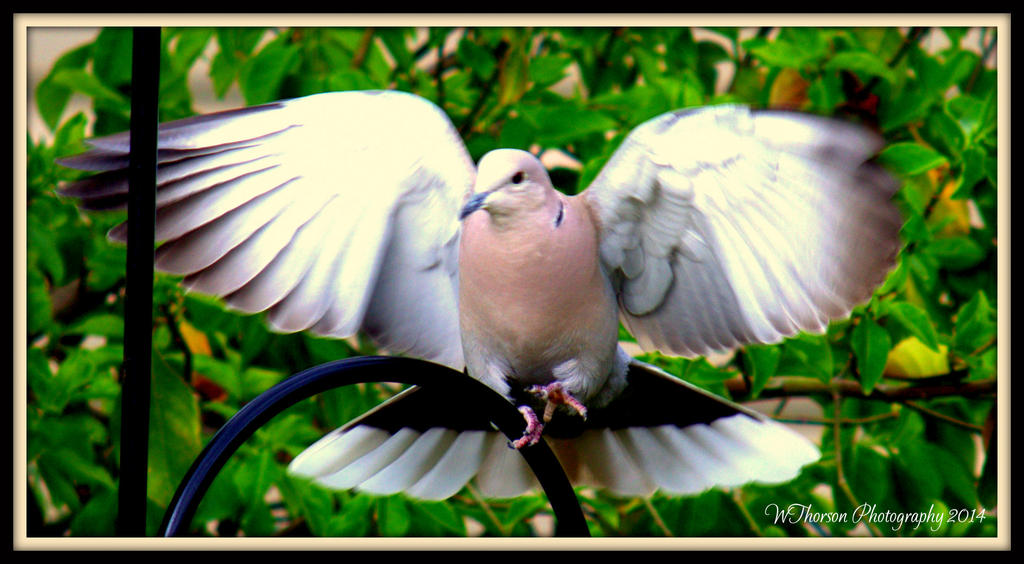 Dove.jpg