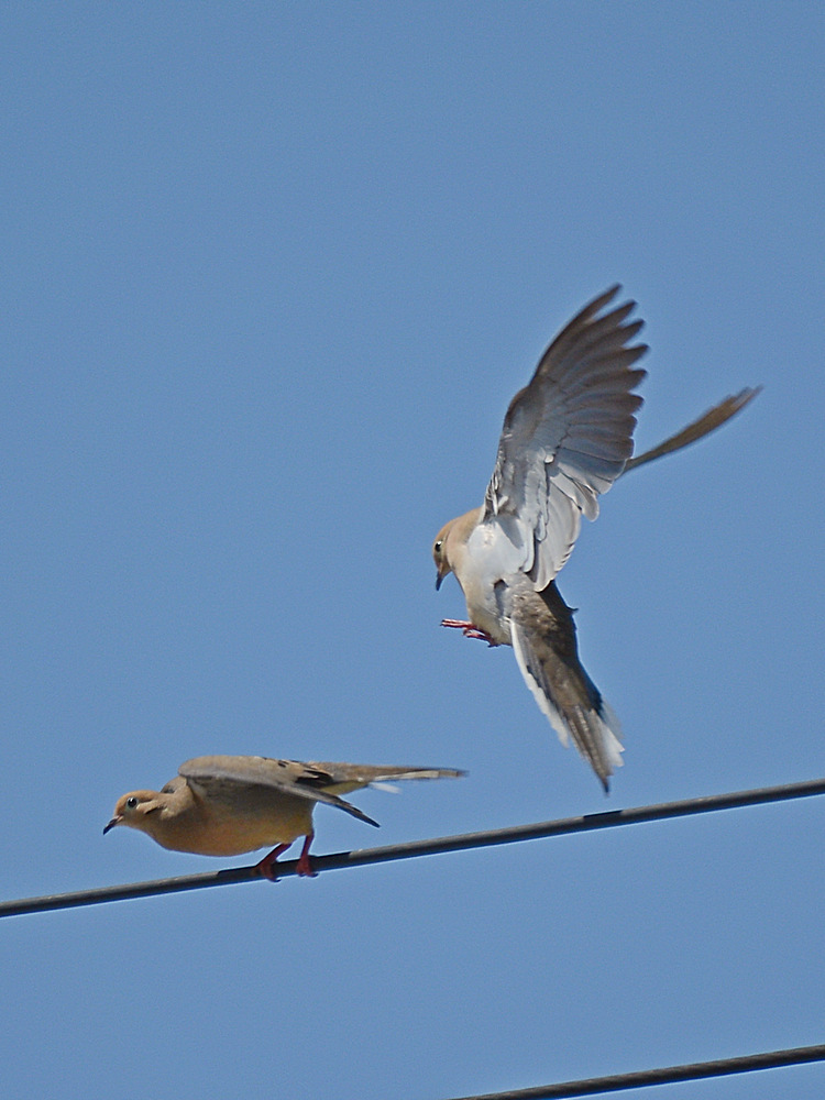 Dove.jpg