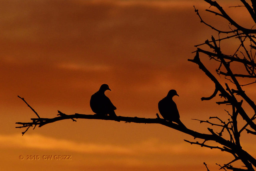 dove-silhouette-cr.jpg