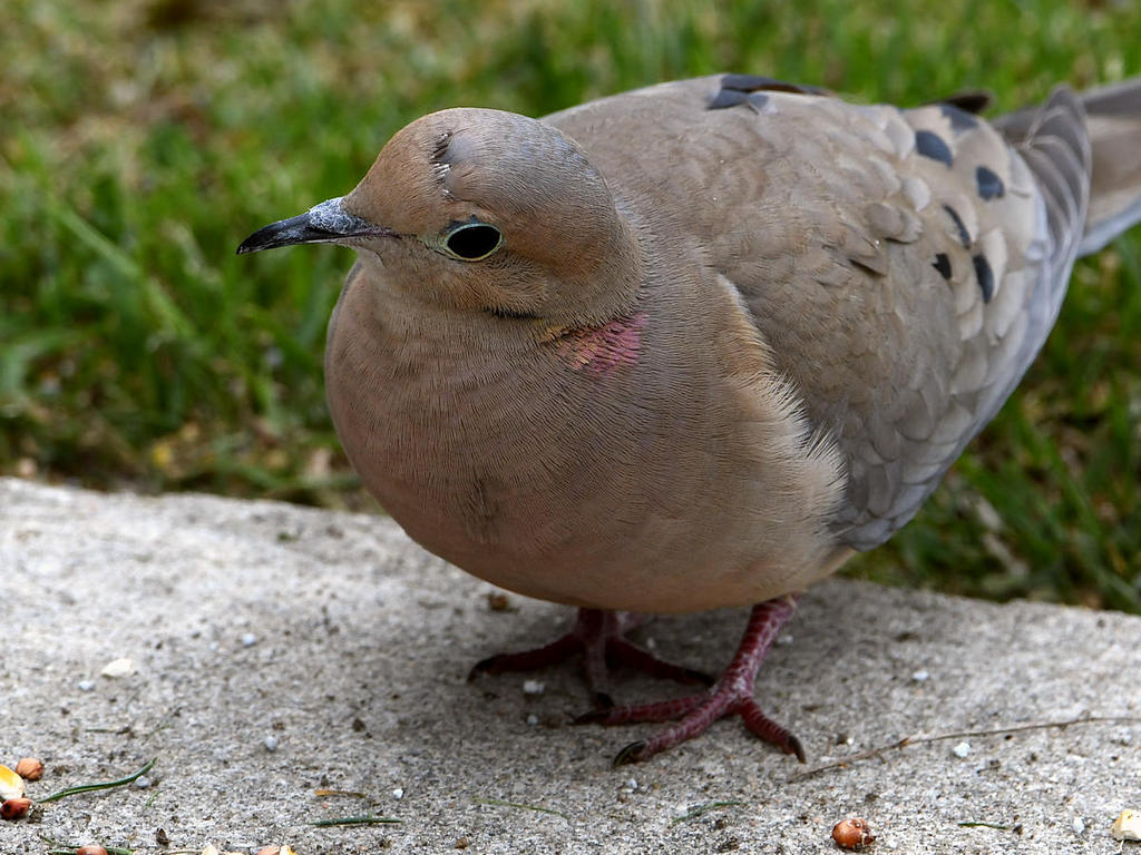 Dove11.jpg