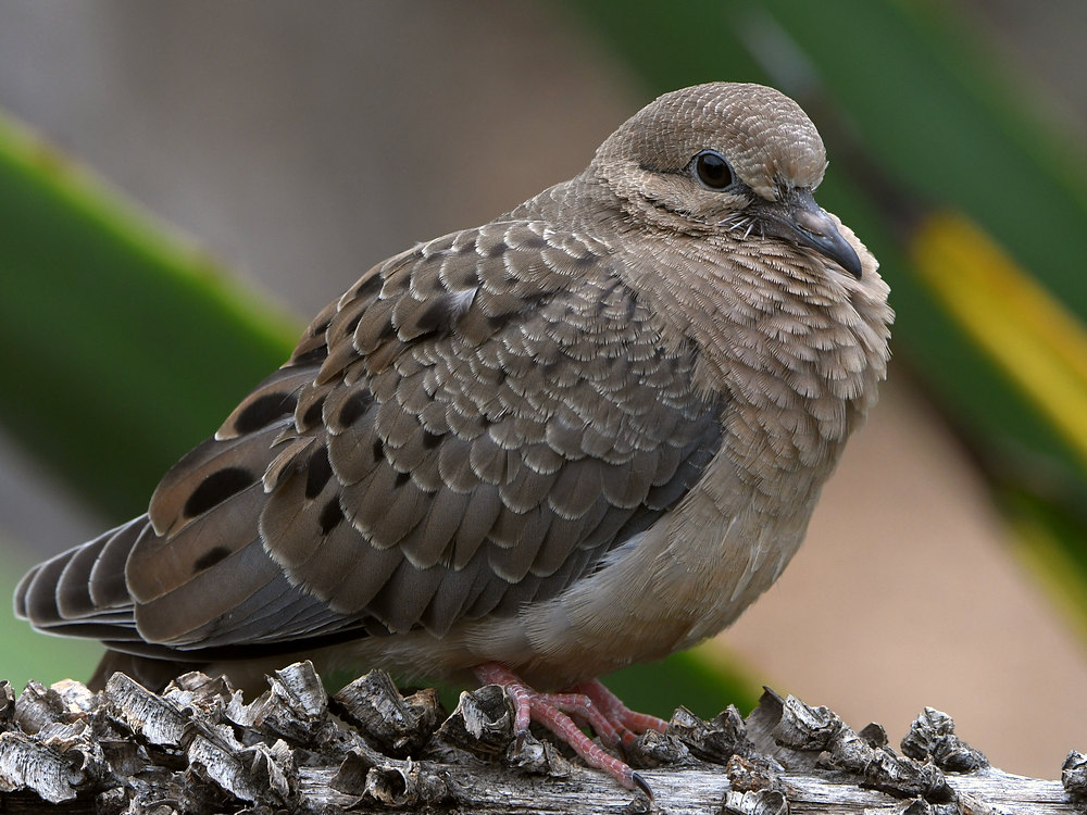 Dove13.jpg