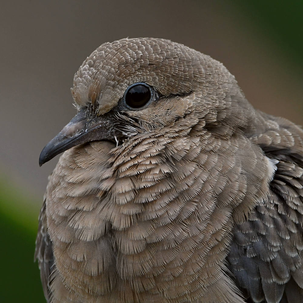 Dove16.jpg