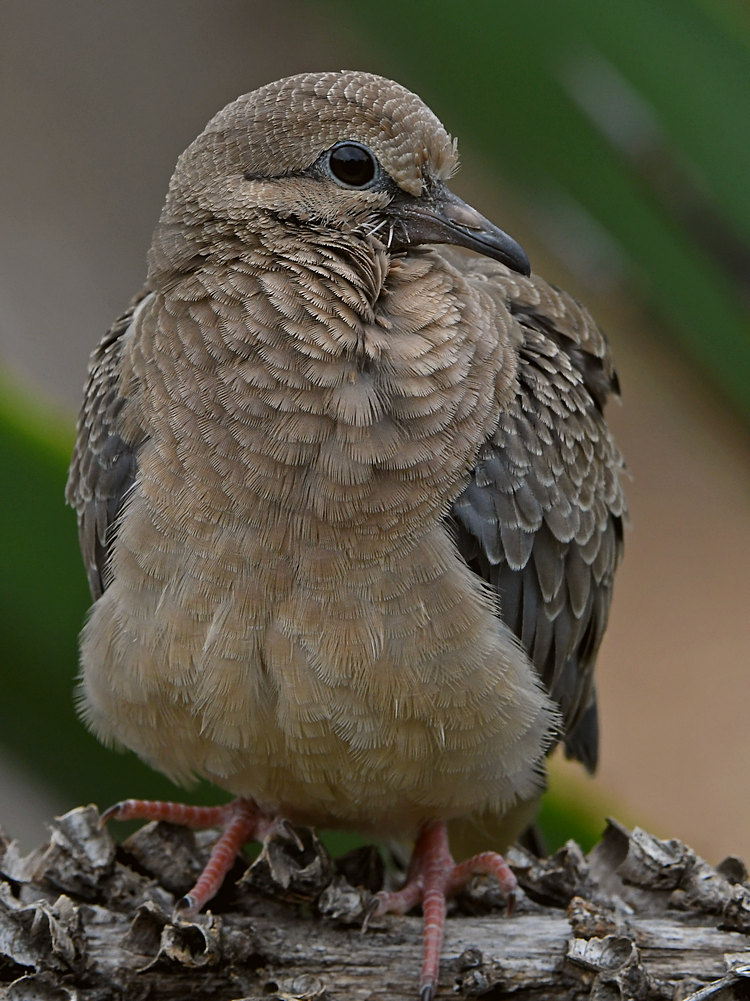 Dove17.jpg