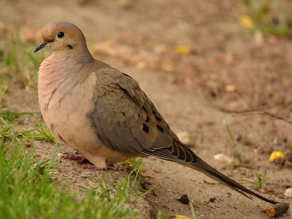 Dove2.jpg
