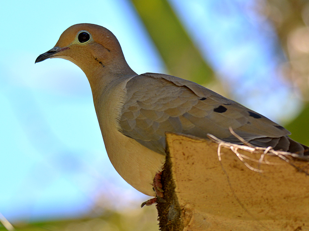 Dove2.jpg