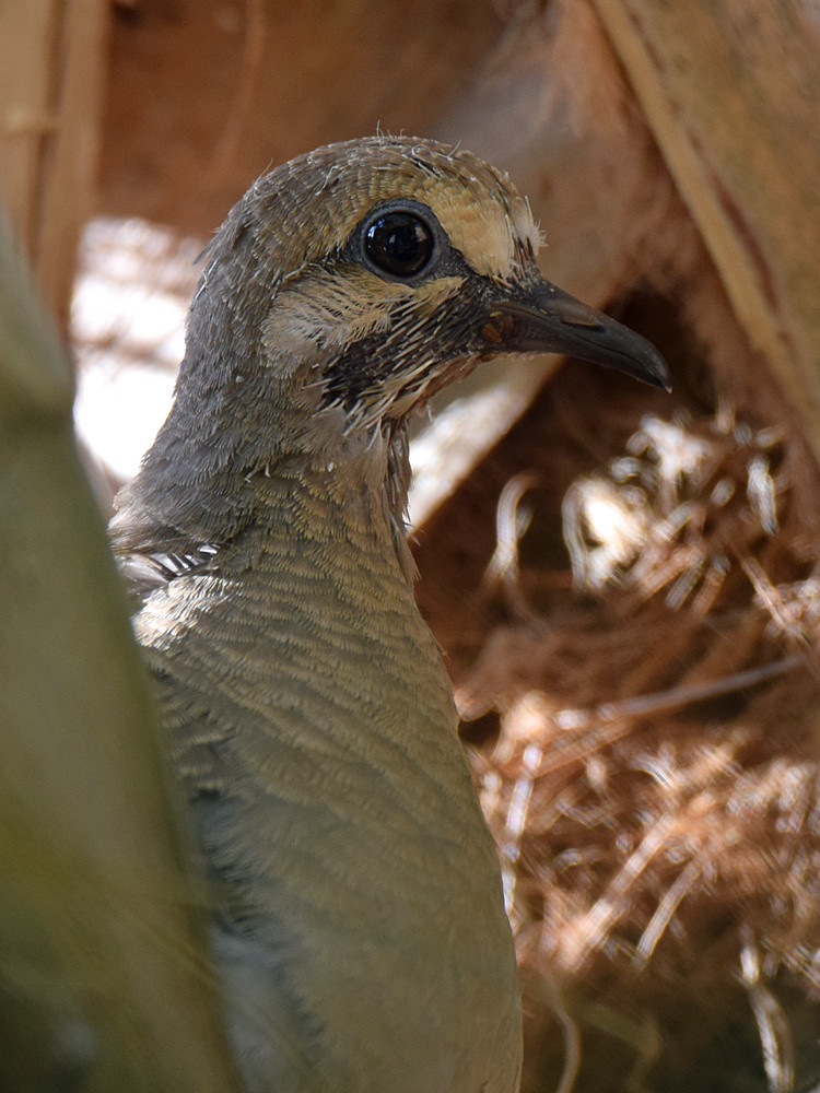 Dove2.jpg