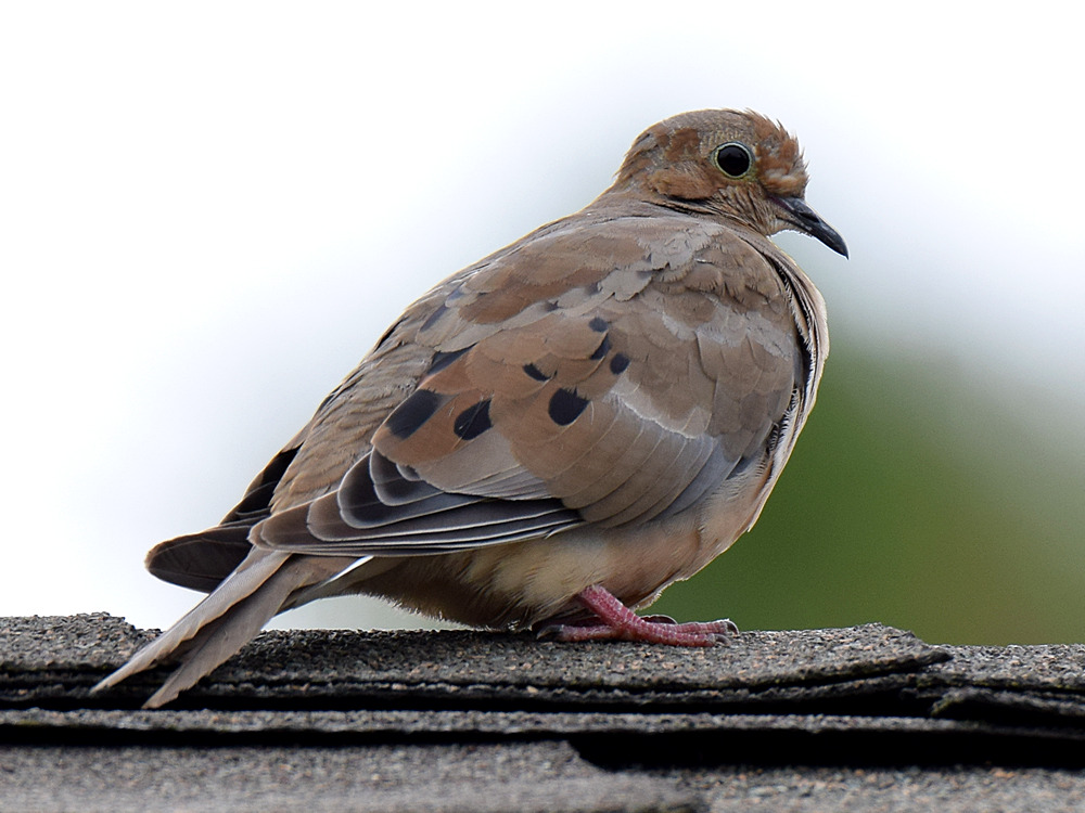 Dove2.jpg