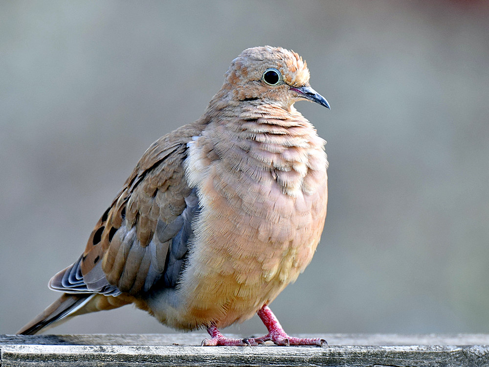 Dove2.jpg