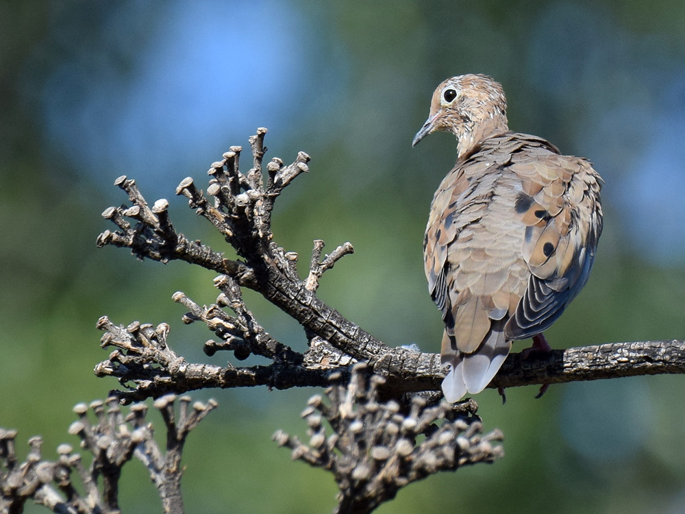 Dove2.jpg