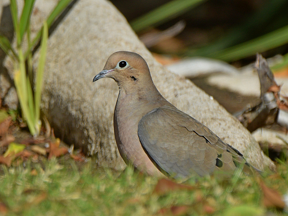 Dove2.jpg