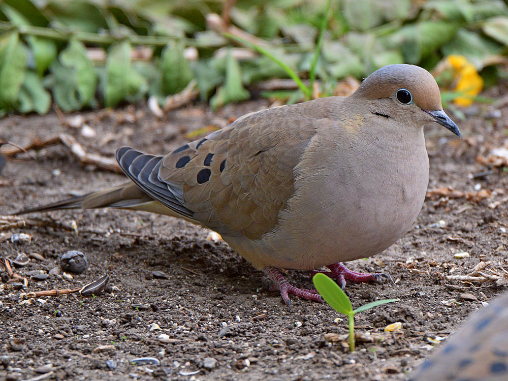 Dove2.jpg