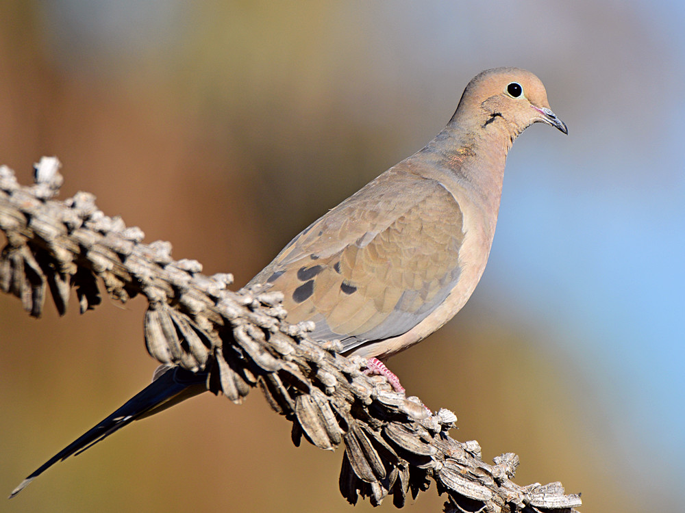 Dove2.jpg