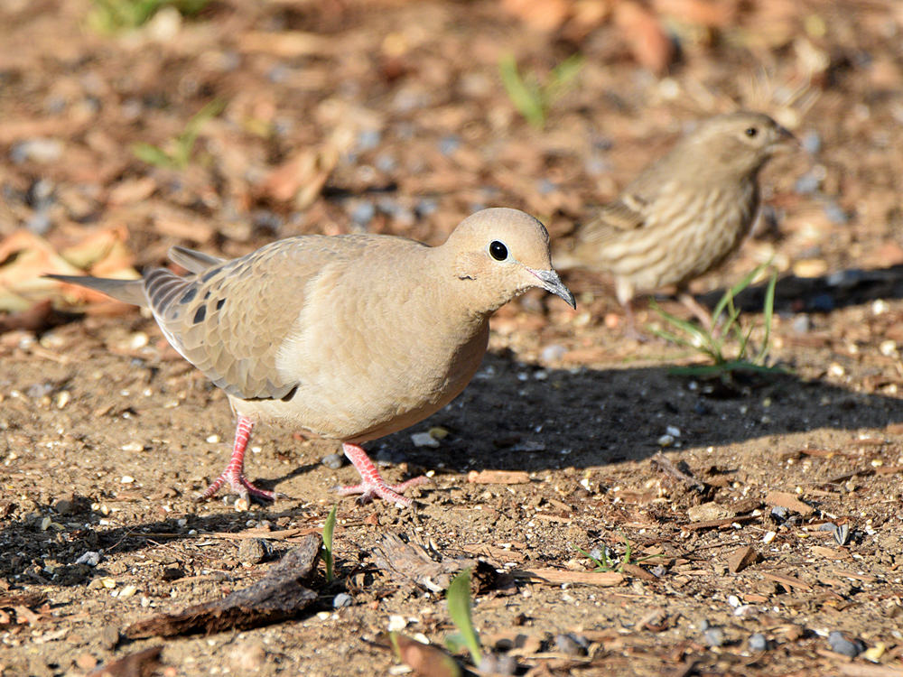 Dove2.jpg
