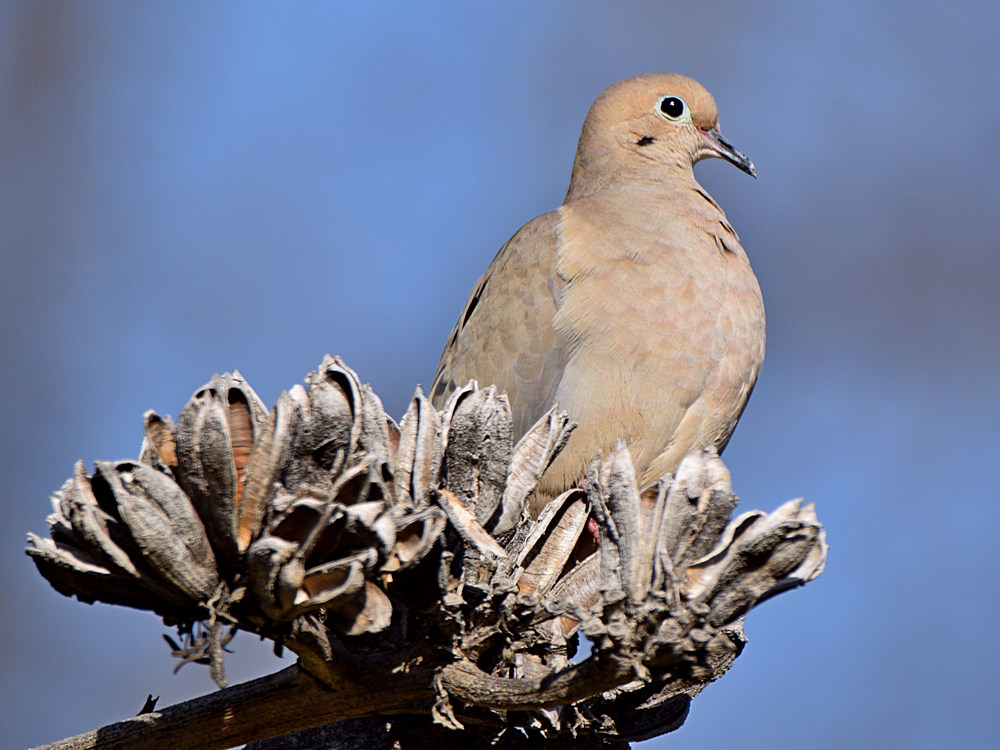 Dove2.jpg