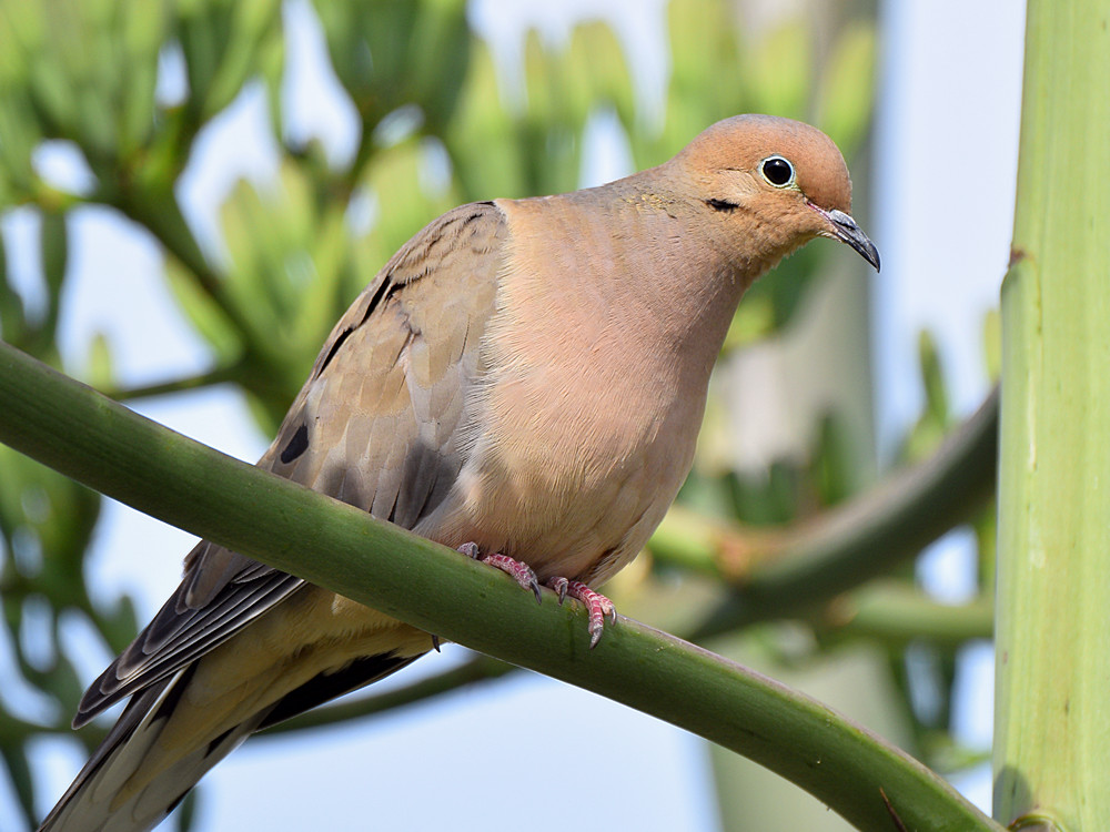 Dove2.jpg
