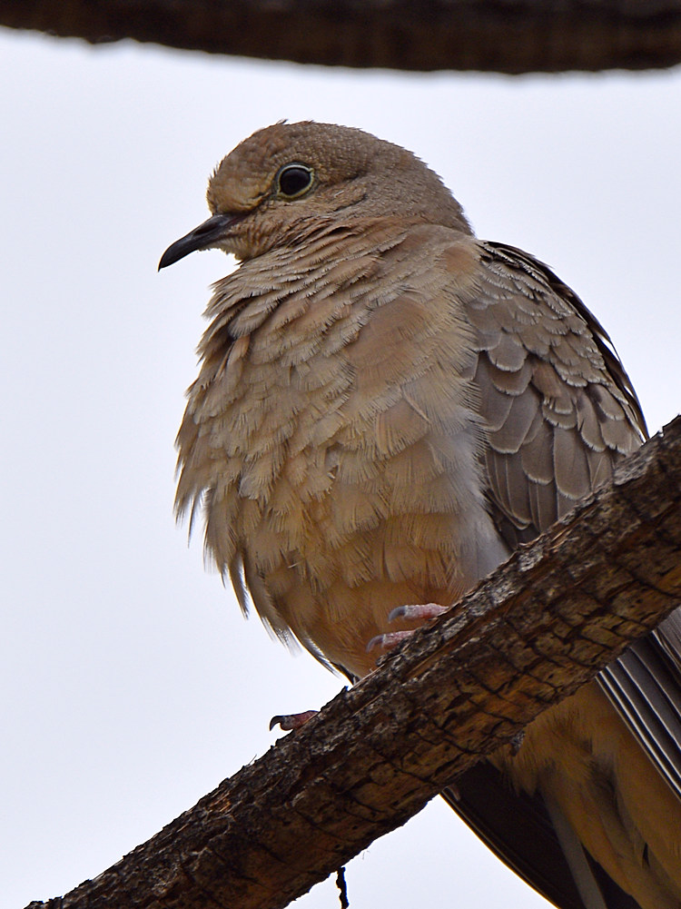 Dove2.jpg