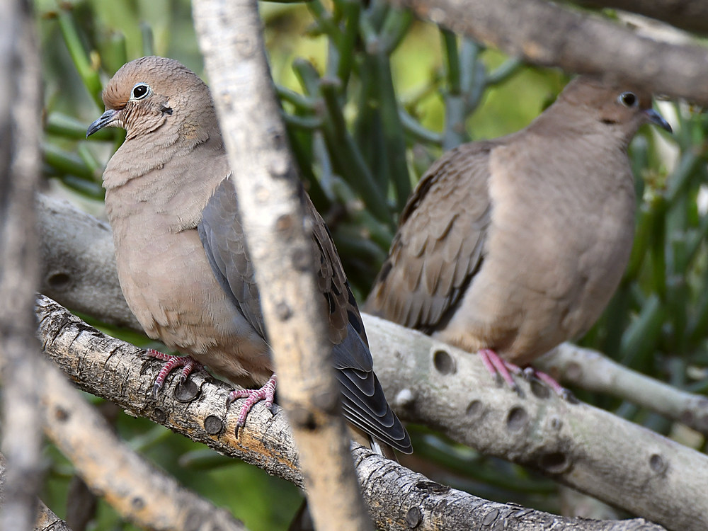 Dove2.jpg