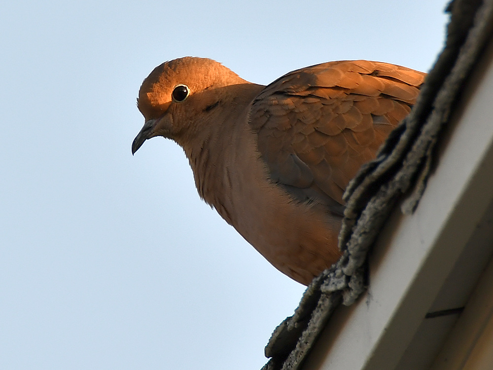 Dove2.jpg