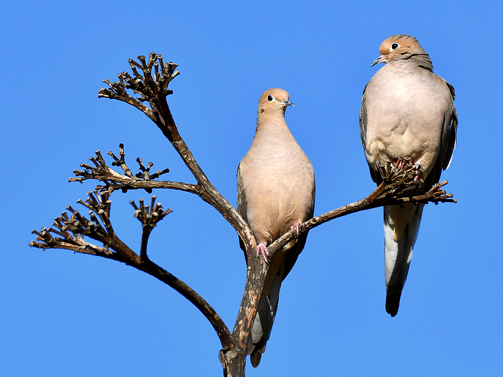 Dove2.jpg