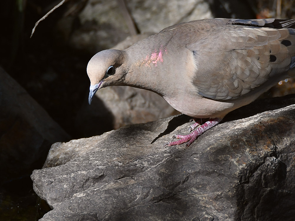Dove2.jpg