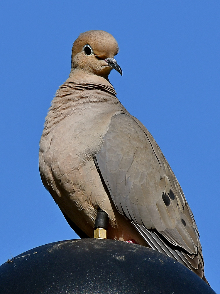 Dove2.jpg