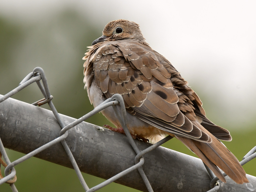 Dove2.jpg