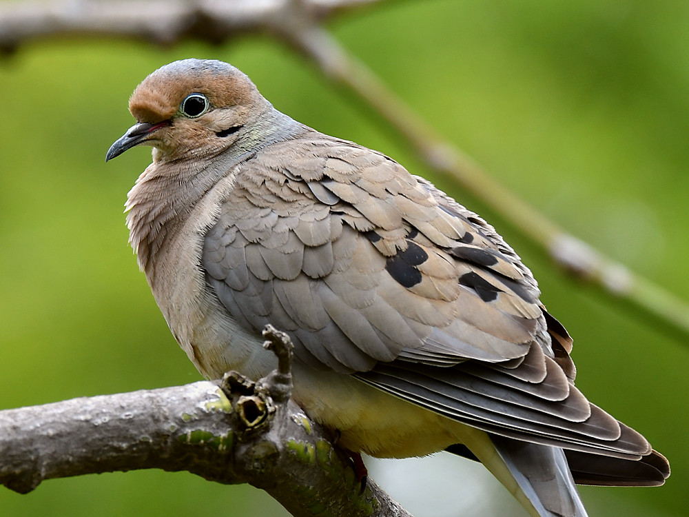 Dove2.jpg