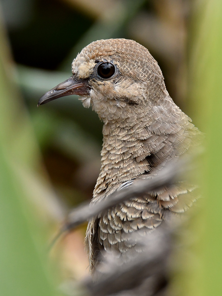 Dove2.jpg