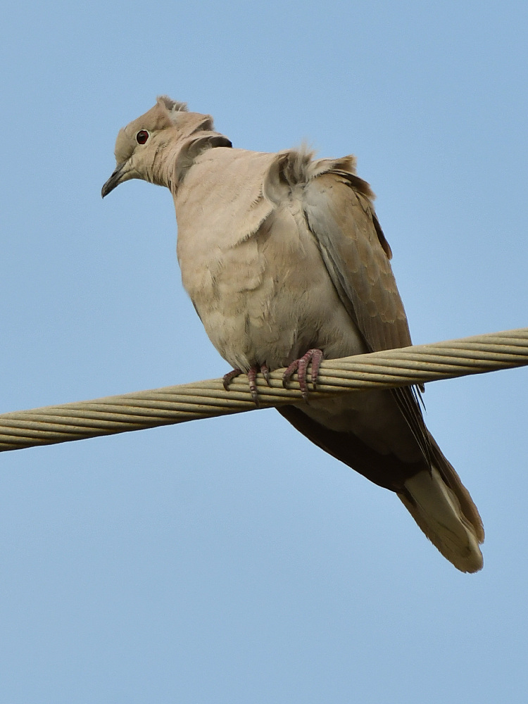Dove2.jpg