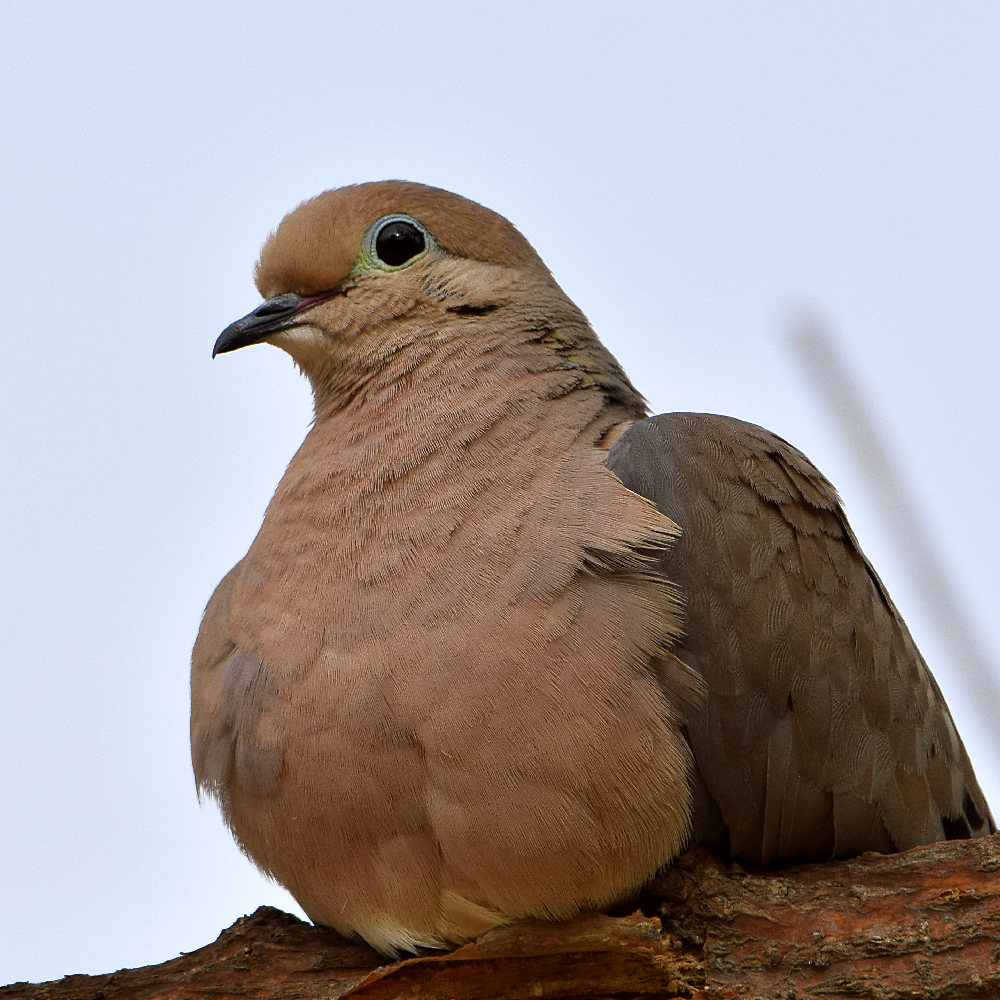 Dove2.jpg