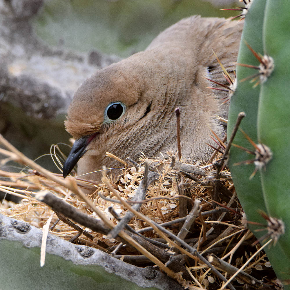Dove2.jpg