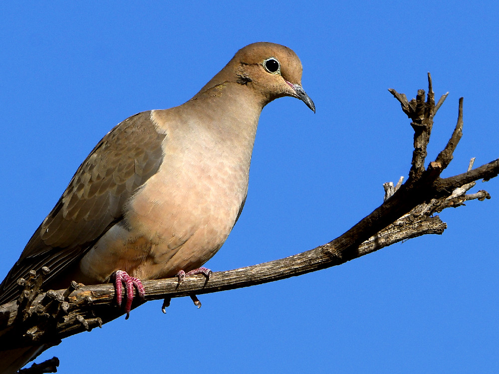 Dove2.jpg