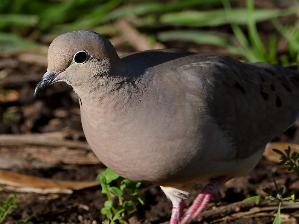 Dove2.jpg