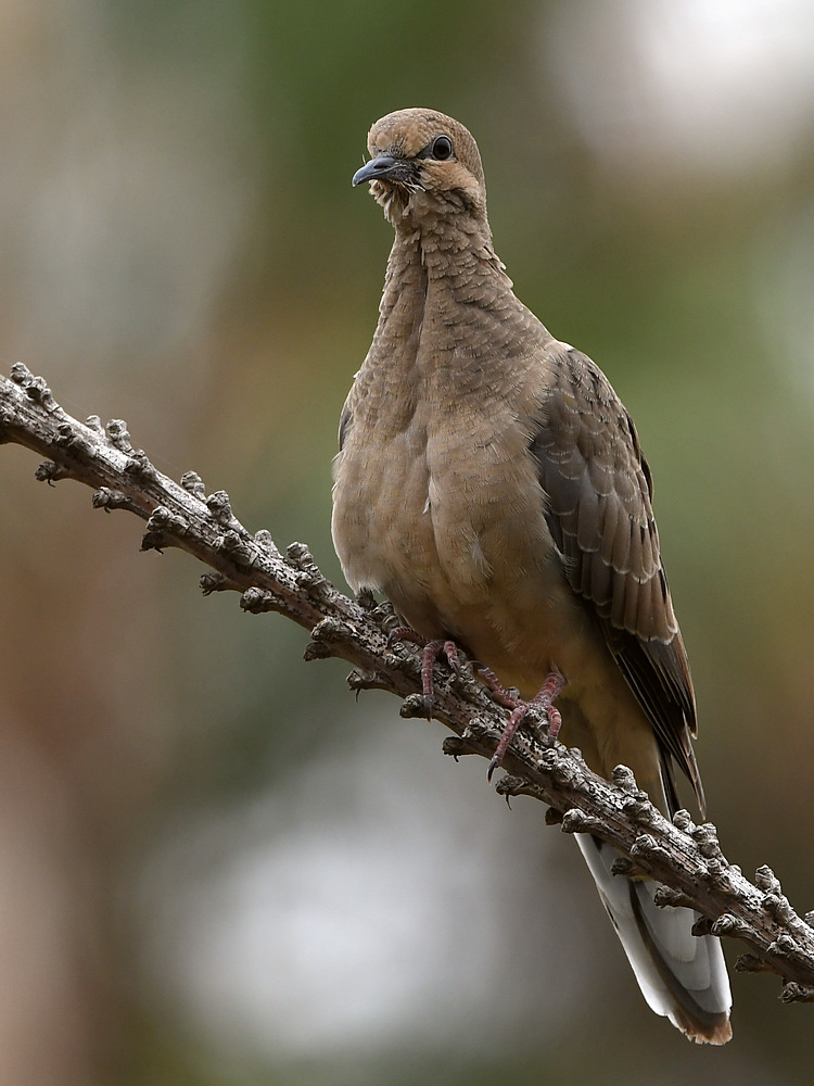 Dove2.jpg