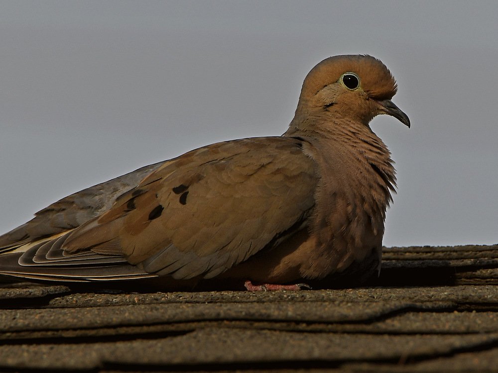 Dove2.jpg