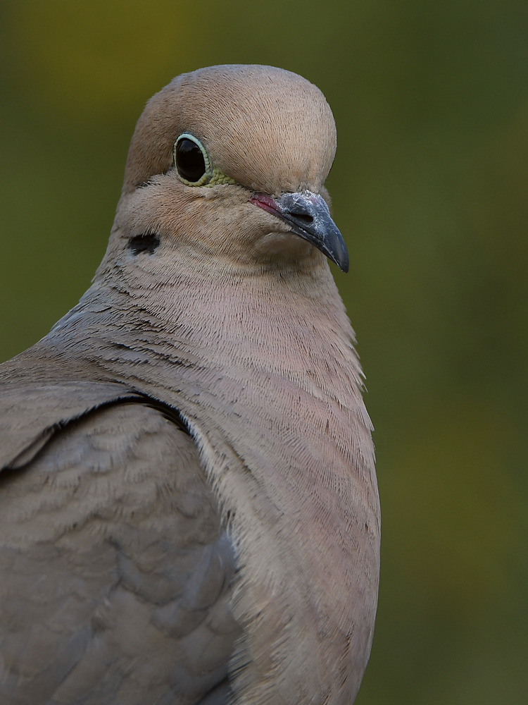 Dove2.jpg