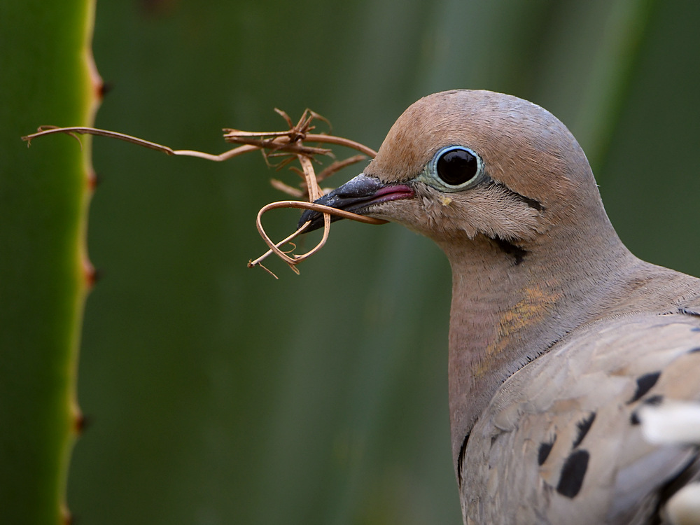 Dove2.jpg