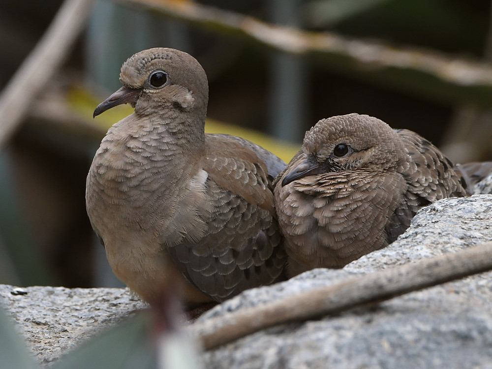 Dove2.jpg