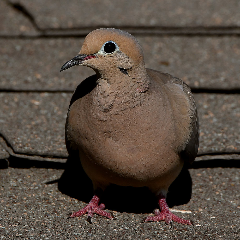 Dove2.jpg