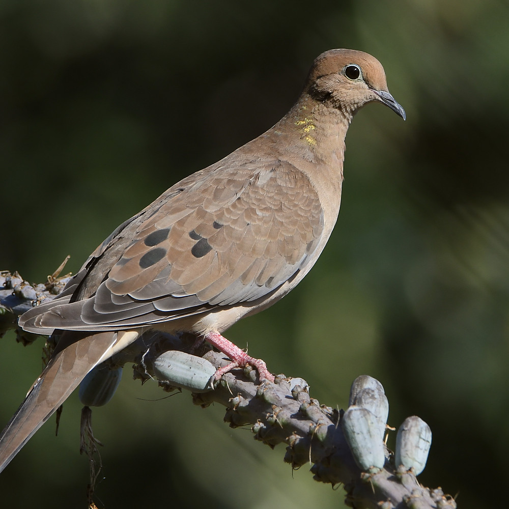 Dove2.jpg