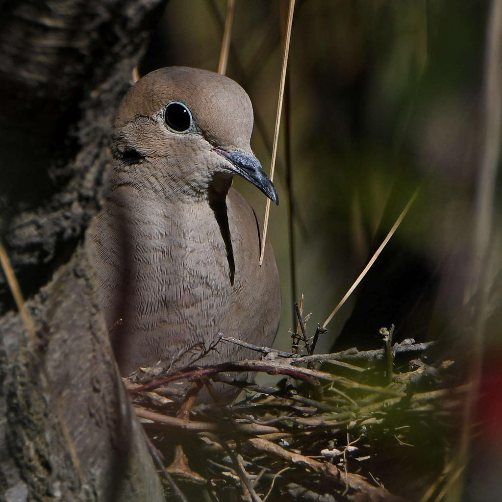 Dove2.jpg