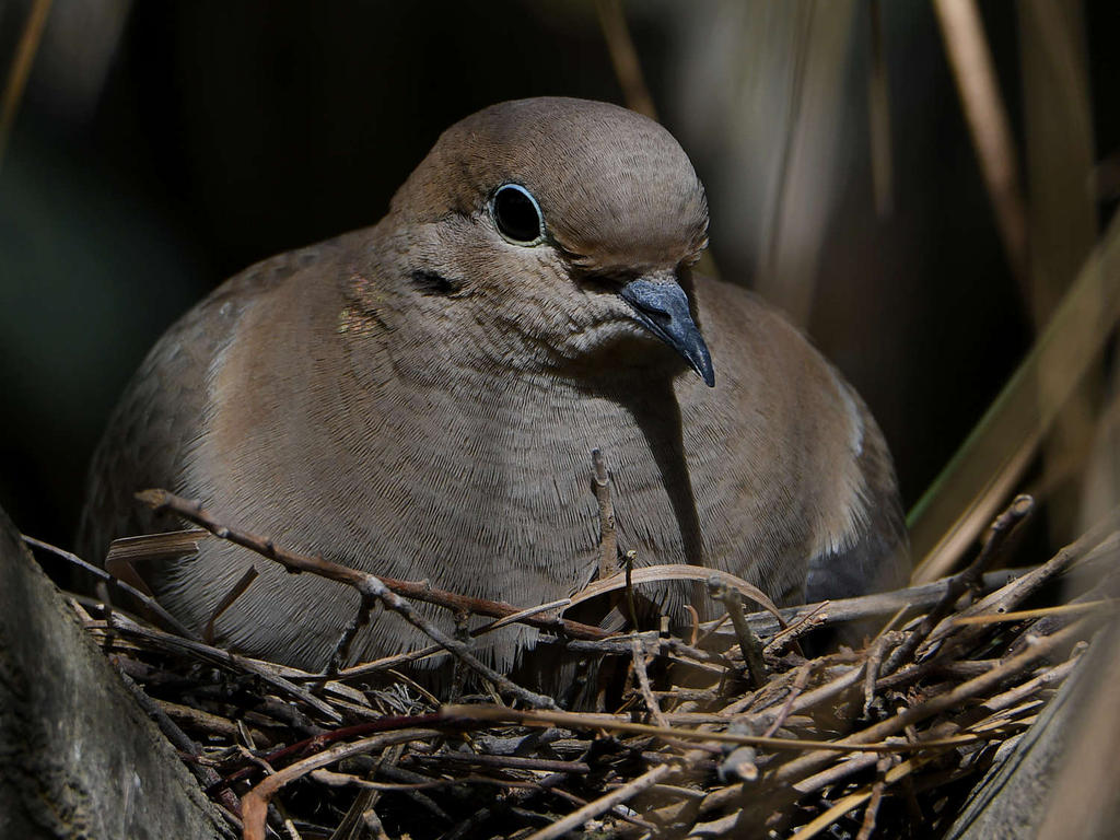 Dove2.jpg