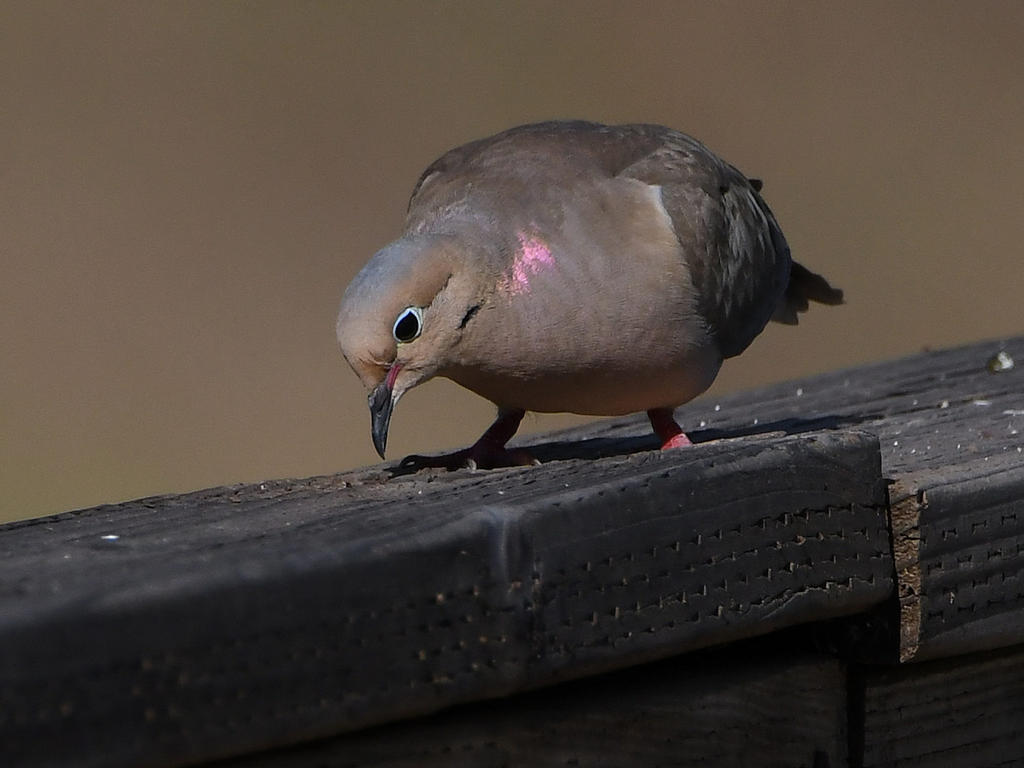 Dove2.jpg