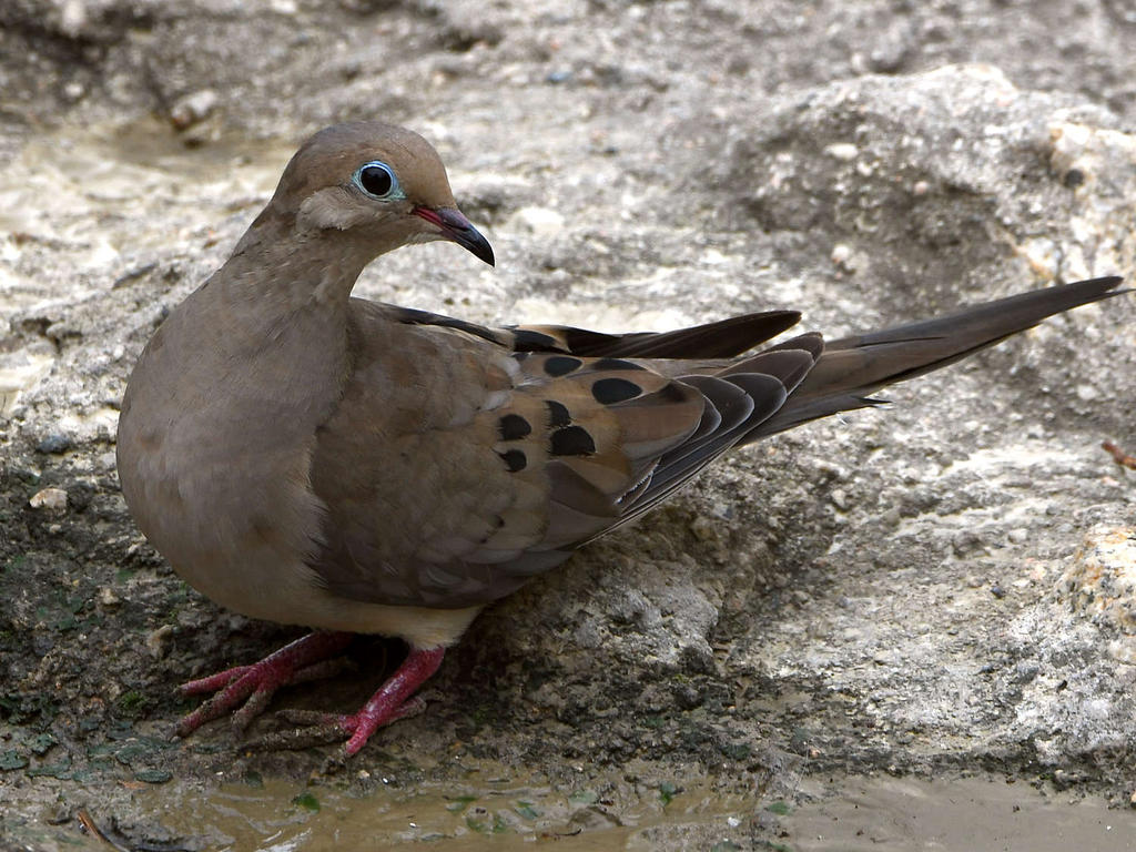 Dove2.jpg