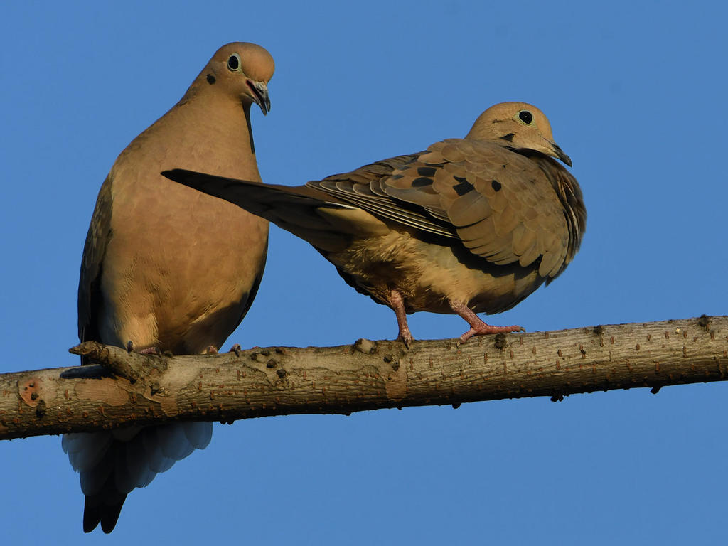 Dove2.jpg
