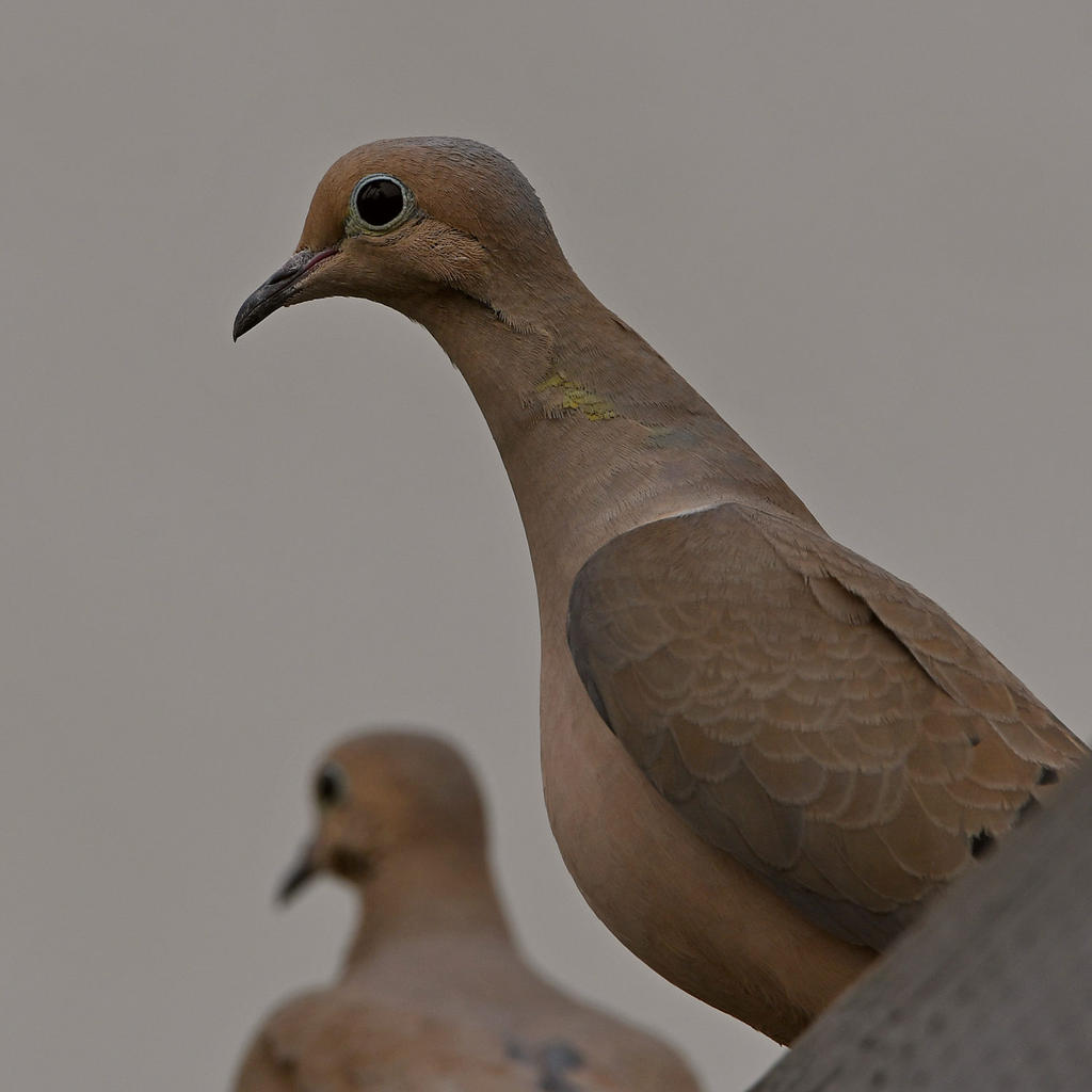 Dove2.jpg