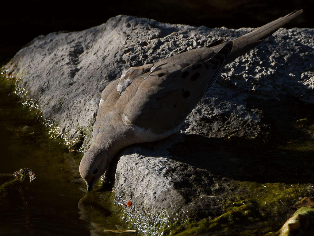 Dove2.jpg