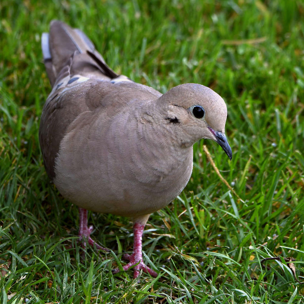 Dove2.jpg